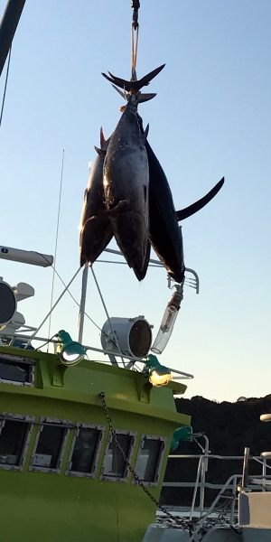 【生】マグロブロック　もちびんちょう(2～3人前)約500g