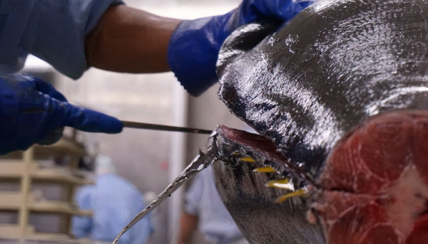 【生】マグロブロック　もち赤身(2～3人前)約500g