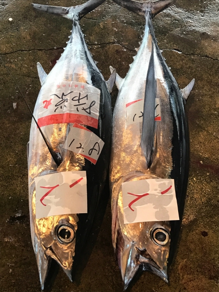 【生】マグロブロック　もちびんちょう(8～9人前)約1.5kg