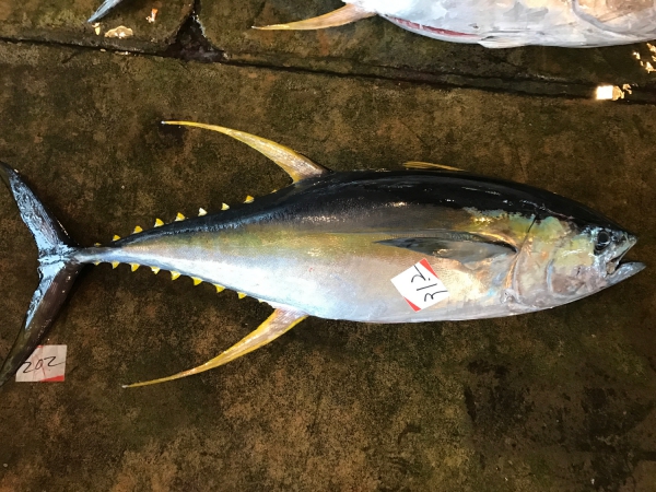 【生】マグロブロック　もち赤身(8～9人前)約1.5kg